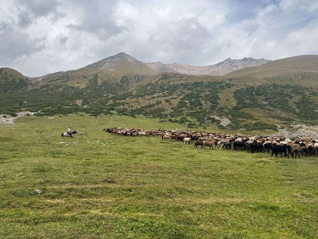 A shepherd on horseback guiding his herd of sheep to one side of a green field.