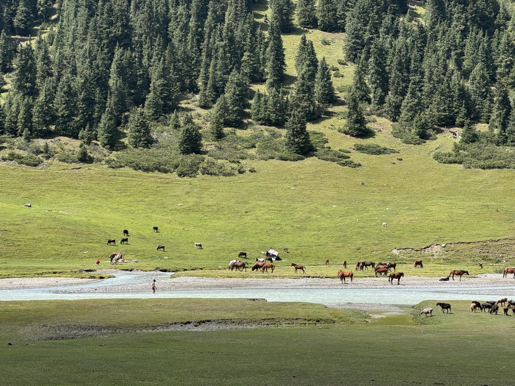 A person wades knee deep in a river, horses graze by the river